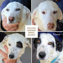 ARRIEL, Hund, Mischlingshund in Italien - Bild 34