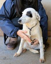 ARUNNY, Hund, Mischlingshund in Italien - Bild 22