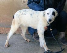 ARUNNY, Hund, Mischlingshund in Italien - Bild 23
