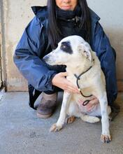 ARUNNY, Hund, Mischlingshund in Italien - Bild 24