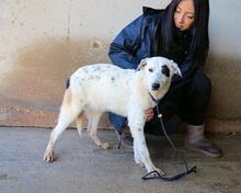 ARUNNY, Hund, Mischlingshund in Italien - Bild 25