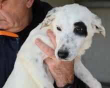 ARUNNY, Hund, Mischlingshund in Italien - Bild 26