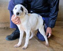 ARUNNY, Hund, Mischlingshund in Italien - Bild 27