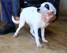 ARUNNY, Hund, Mischlingshund in Italien - Bild 28