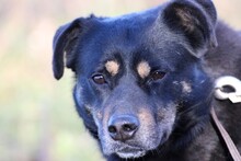 ACANTHA, Hund, Pinscher-Mix in Lohra-Reimershausen - Bild 1