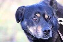 ACANTHA, Hund, Pinscher-Mix in Lohra-Reimershausen - Bild 2