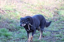 ACANTHA, Hund, Pinscher-Mix in Lohra-Reimershausen - Bild 3