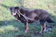 ACANTHA, Hund, Pinscher-Mix in Lohra-Reimershausen - Bild 4