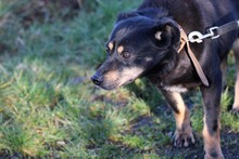 ACANTHA, Hund, Pinscher-Mix in Lohra-Reimershausen - Bild 5