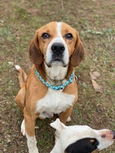 JOSHY, Hund, Beagle-Mix in Griechenland - Bild 1