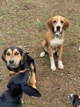 JOSHY, Hund, Beagle-Mix in Griechenland - Bild 3