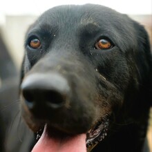 MIRTO, Hund, Labrador Retriever in Italien - Bild 2