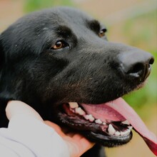 MIRTO, Hund, Labrador Retriever in Italien - Bild 3