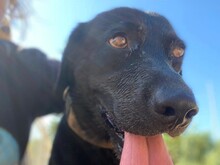 MIRTO, Hund, Labrador Retriever in Italien - Bild 4