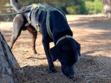 MIRTO, Hund, Labrador Retriever in Italien - Bild 5