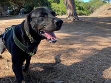 MIRTO, Hund, Labrador Retriever in Italien - Bild 6