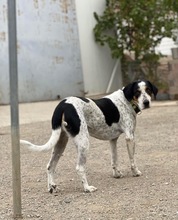 LUKE, Hund, Mischlingshund in Griechenland - Bild 3