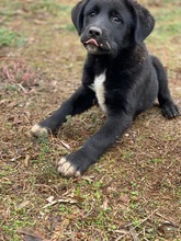 SHANTI, Hund, Labrador-Mix in Griechenland - Bild 2