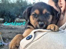 CORTAZAR2, Hund, Ratonero Bodeguero Andaluz in Spanien - Bild 10