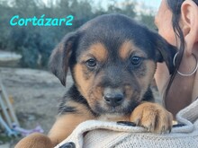 CORTAZAR2, Hund, Ratonero Bodeguero Andaluz in Spanien - Bild 16