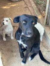 YUNA, Hund, Mischlingshund in Griechenland - Bild 2