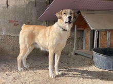 CORA, Hund, Herdenschutzhund-Mix in Griechenland - Bild 1