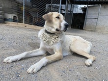 CORA, Hund, Herdenschutzhund-Mix in Griechenland - Bild 2