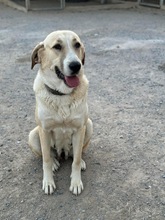 CORA, Hund, Herdenschutzhund-Mix in Griechenland - Bild 3