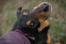 SKIBBY, Hund, Mischlingshund in Kroatien - Bild 1