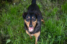 SKIBBY, Hund, Mischlingshund in Kroatien - Bild 2