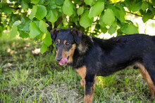 SKIBBY, Hund, Mischlingshund in Kroatien - Bild 3