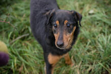 SKIBBY, Hund, Mischlingshund in Kroatien - Bild 4