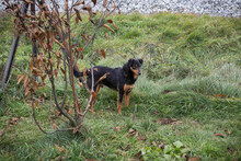 SKIBBY, Hund, Mischlingshund in Kroatien - Bild 5