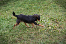 SKIBBY, Hund, Mischlingshund in Kroatien - Bild 6