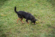 SKIBBY, Hund, Mischlingshund in Kroatien - Bild 7