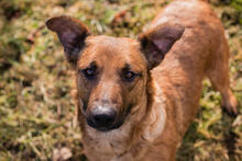 GABI, Hund, Mischlingshund in Kroatien - Bild 1