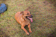 GABI, Hund, Mischlingshund in Kroatien - Bild 2