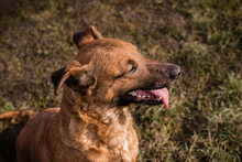 GABI, Hund, Mischlingshund in Kroatien - Bild 4