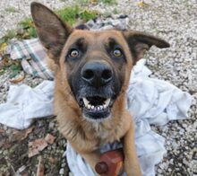 LOKI, Hund, Malinois-Mix in Italien - Bild 2