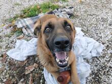 LOKI, Hund, Malinois-Mix in Italien - Bild 3