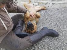 LOKI, Hund, Malinois-Mix in Walchum - Bild 1