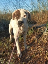 BOB, Hund, Mischlingshund in Spanien - Bild 2