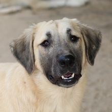 KLÖSSCHEN, Hund, Mischlingshund in Griechenland - Bild 1