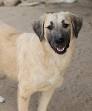 KLÖSSCHEN, Hund, Mischlingshund in Griechenland - Bild 12