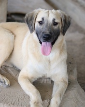 KLÖSSCHEN, Hund, Mischlingshund in Griechenland - Bild 4