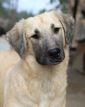 KLÖSSCHEN, Hund, Mischlingshund in Griechenland - Bild 9