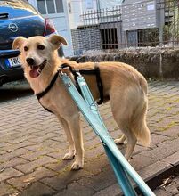 ONNE, Hund, Mischlingshund in Taunusstein