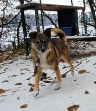 EDEL, Hund, Mischlingshund in Großröhrsdorf