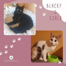 BLACKY, Katze, Europäisch Kurzhaar in Bulgarien