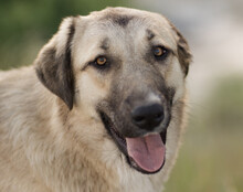 LANA, Hund, Mischlingshund in Kroatien